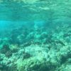 vibrant reef Molokini