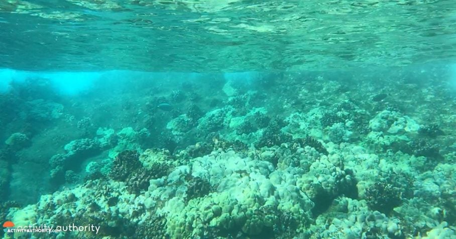 vibrant reef Molokini