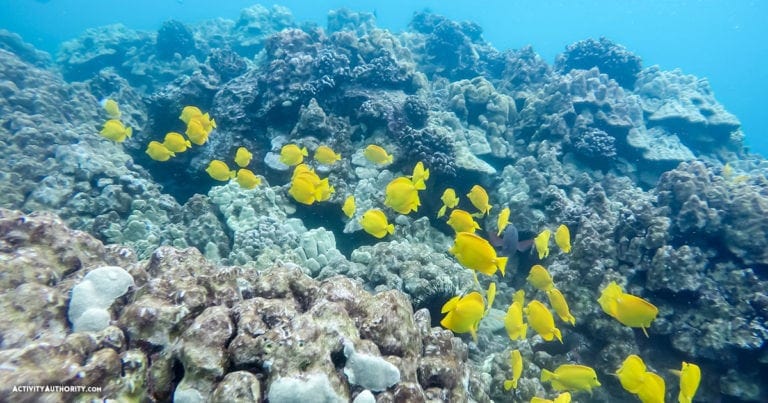 Sunrise Molokini Deluxe Snorkel Tour - Best Maui Snorkeling Tours