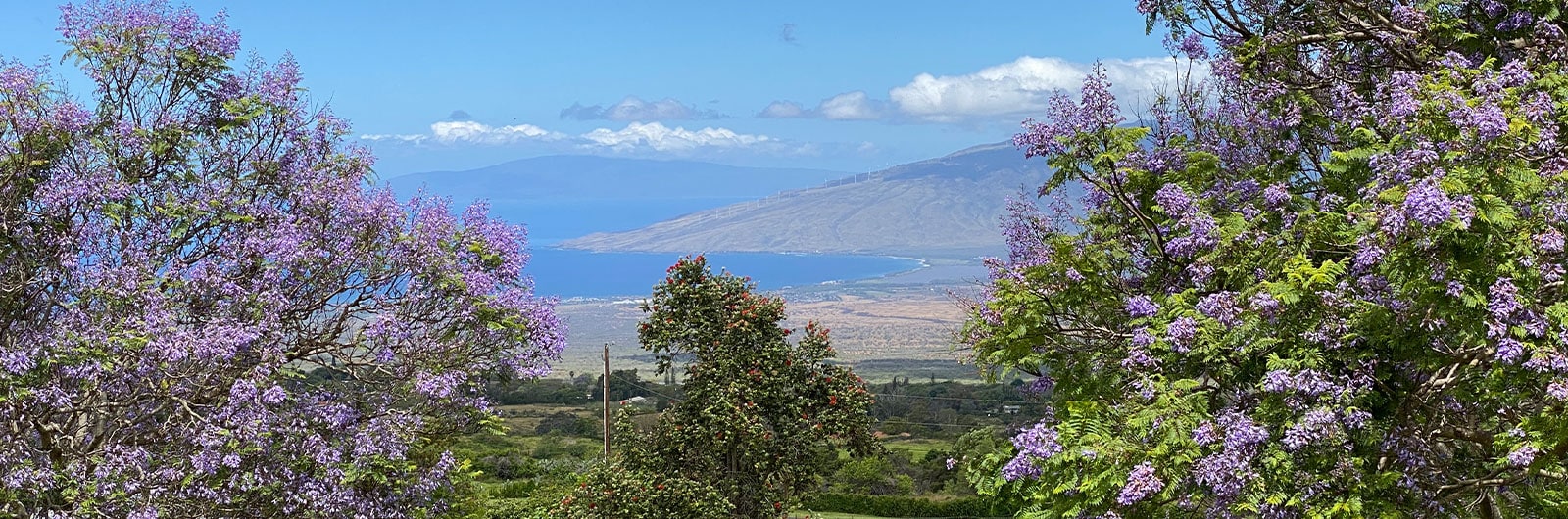 5 Things to do in Upcountry Maui