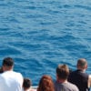 Captain Cook Snorkel Dolphins