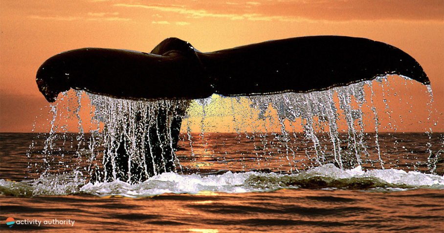 Kona Dinner Cruise Whale