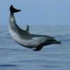 Kona Dolphin Flip