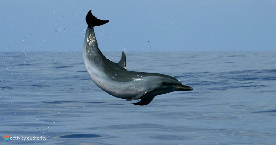 Kona Dolphin Flip