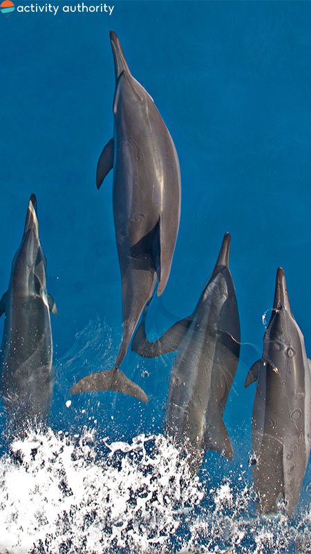 Kona Dolphin Group