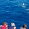 Kona Dolphin Picture Takers