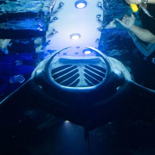 manta ray snorkel kona big island