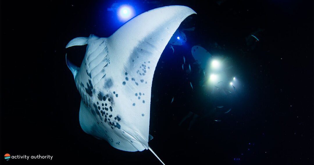 Kona Manta Ray Under Water