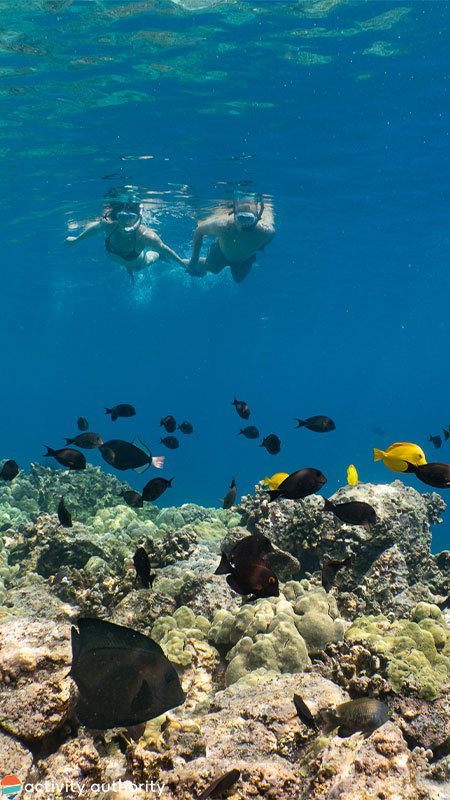 Kealakekua Snorkel Reef