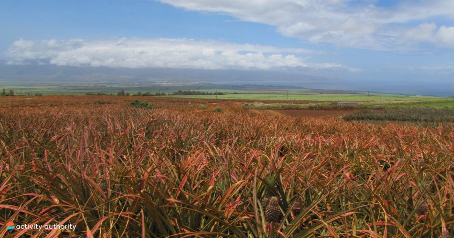 Maui Pineapple Field