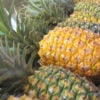 Maui Pineapple Lineup