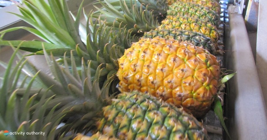 Maui Pineapple Lineup