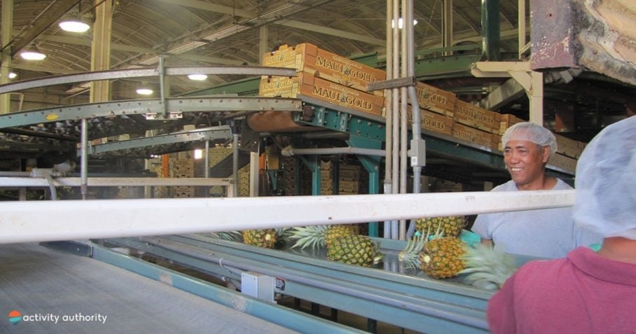 Maui Pineapple Production