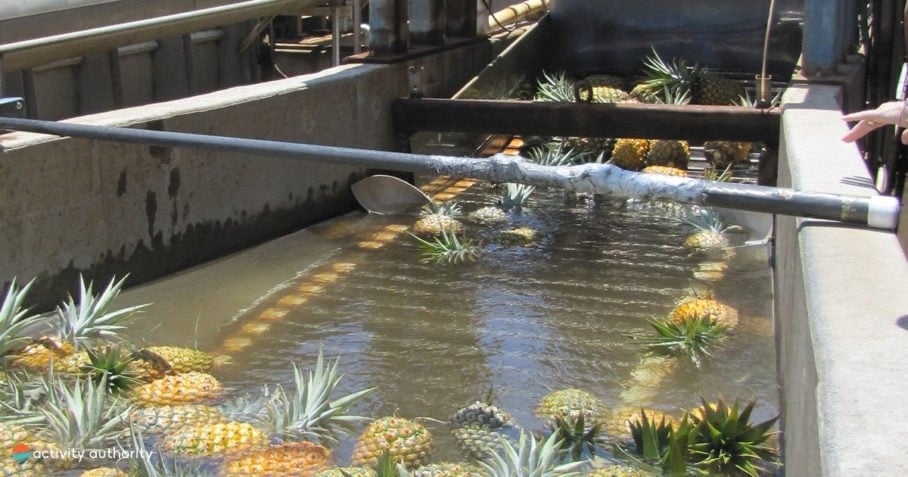 Maui Pineapple Process