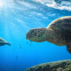 Kailua Ocean Adventures Turtles