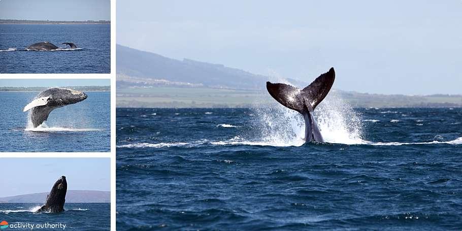 Top 5 Maui Kayak Tours Whale Watch