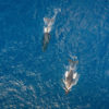 Private Oahu Helicopter Tours Whales
