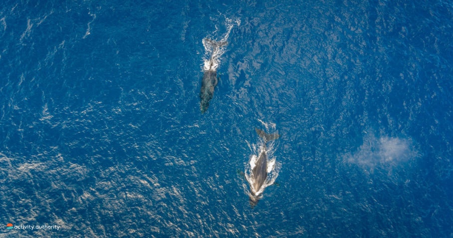 Private Oahu Helicopter Tours Whales