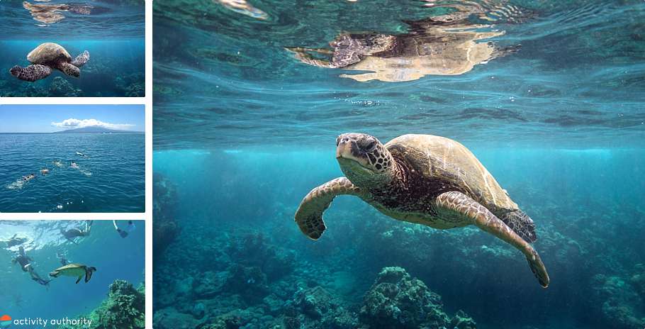 Top 5 Maui Kayak Tours Turtle Town