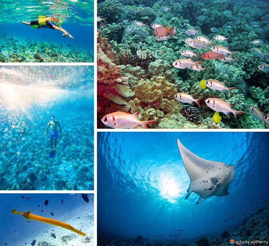 Top 5 Oahu Snorkel Spots Best Places To Snorkel On Oahu