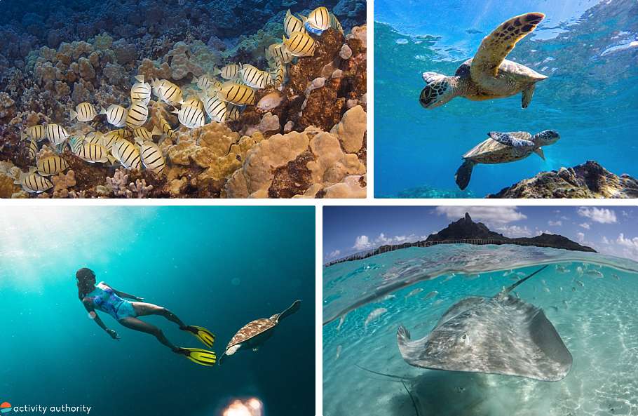 Top Oahu Snorkel Spots Underwater