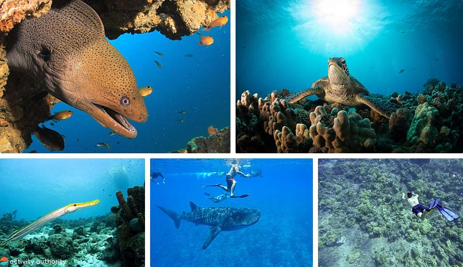 Top Oahu Snorkel Spots Creatures