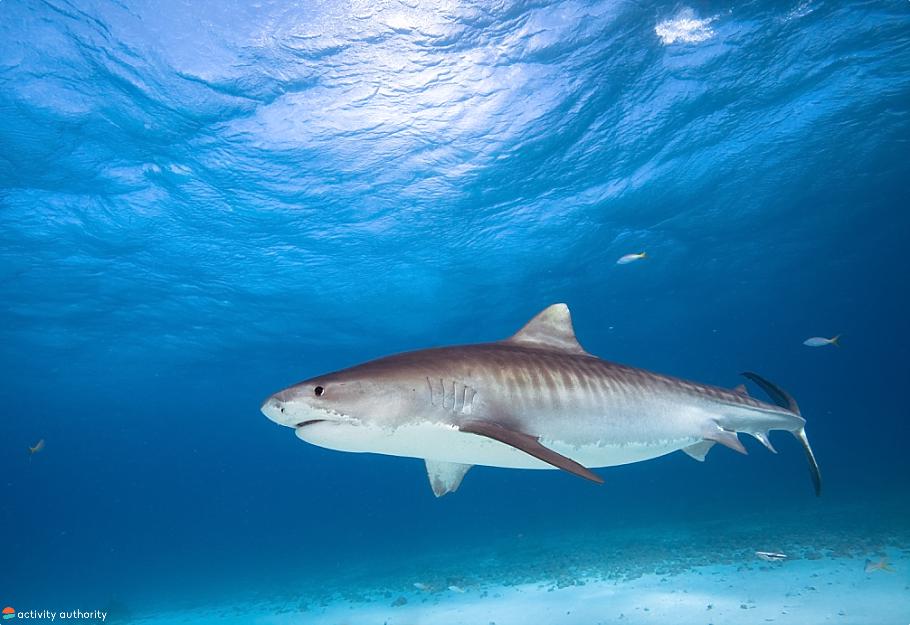 Top Oahu Activities Swim With Sharks