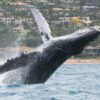 Affordable Maui Whale Watch Breach