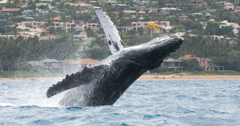 Affordable Maui Whale Watch Breach