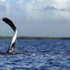 Affordable Maui Whale Watch Fin
