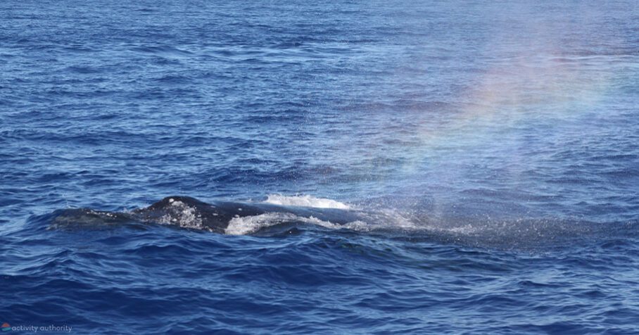Maui Whale Making A Rainbow