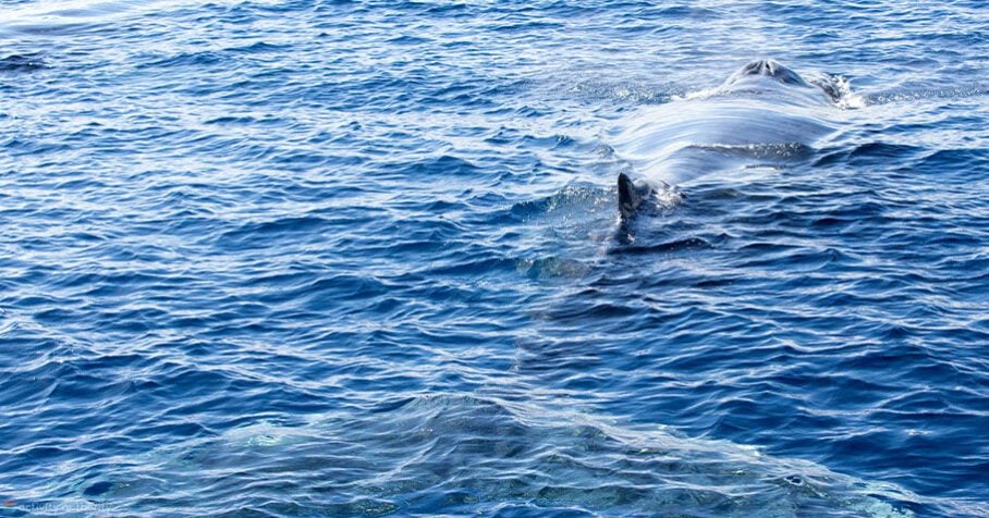 Maui Whale Near Surface