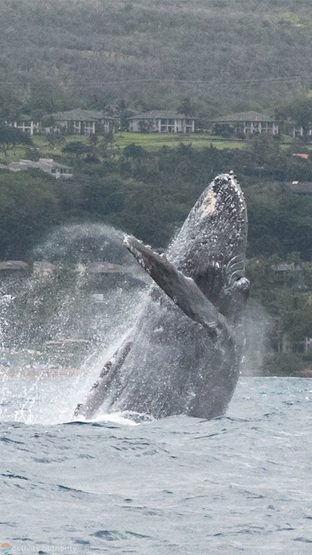 Humpback Whale Breaching Off Maui