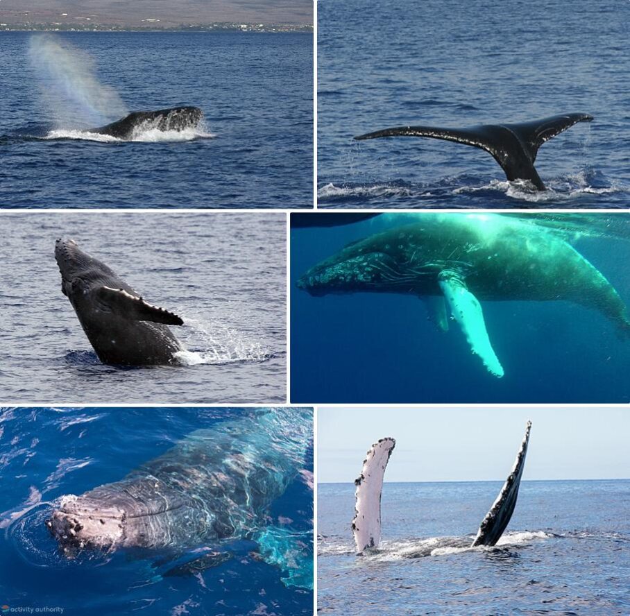 Most Affordable Maui Whale Watch - Best Maui Boat Tours