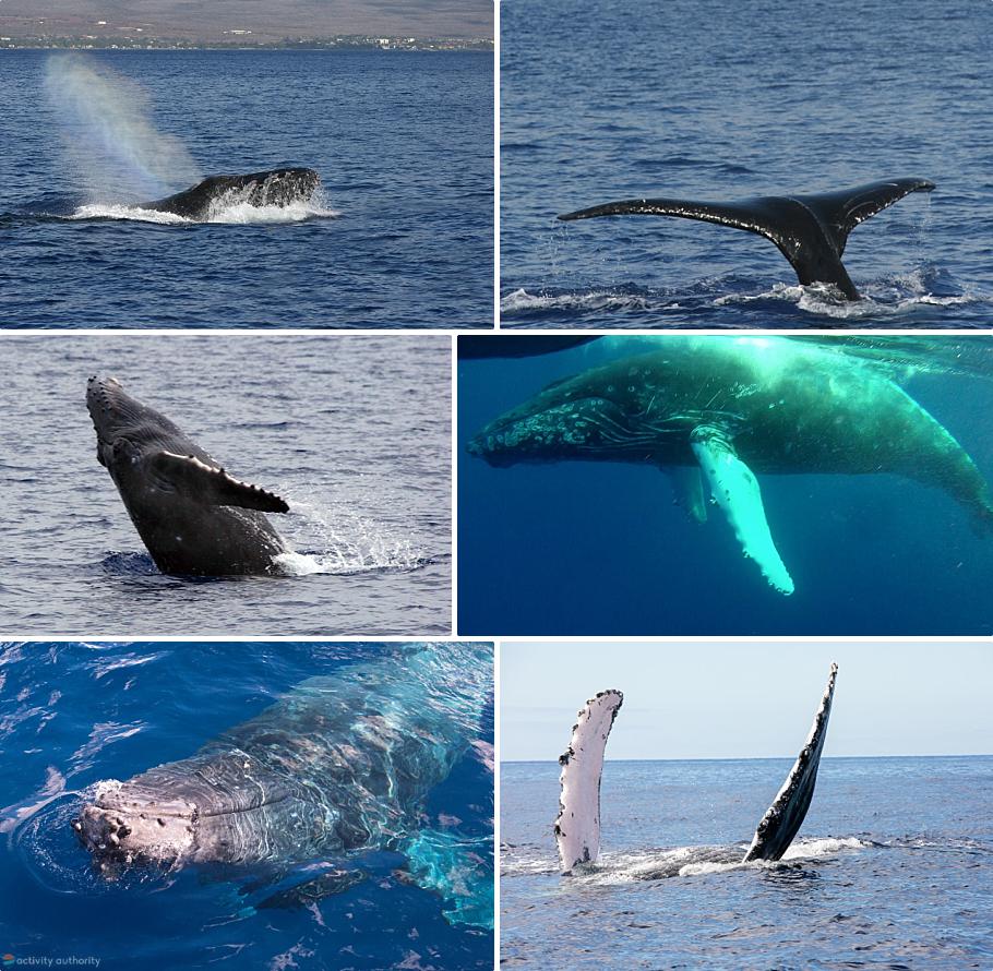 Affordable Maui Whale Watch Tour