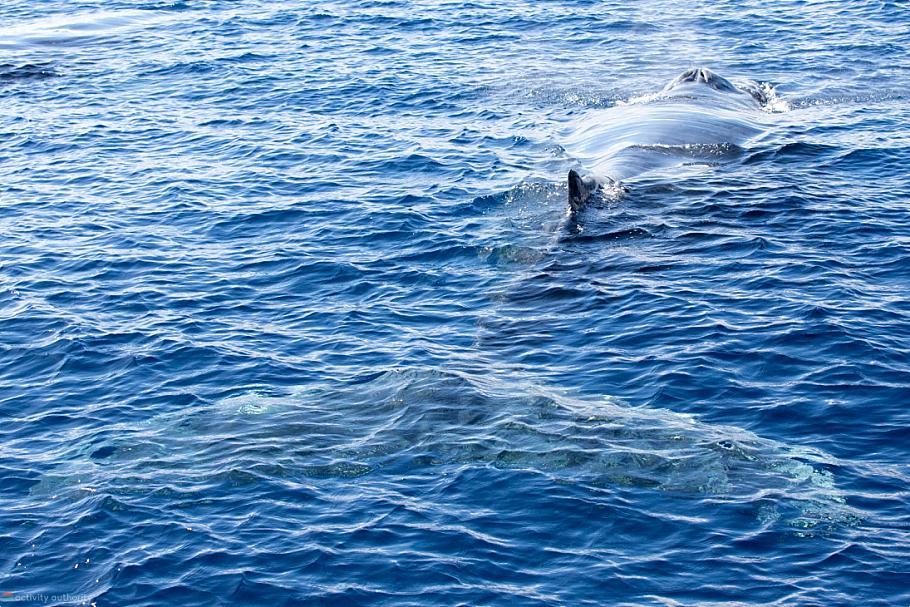 Cabo San Lucas Humpback Whales
