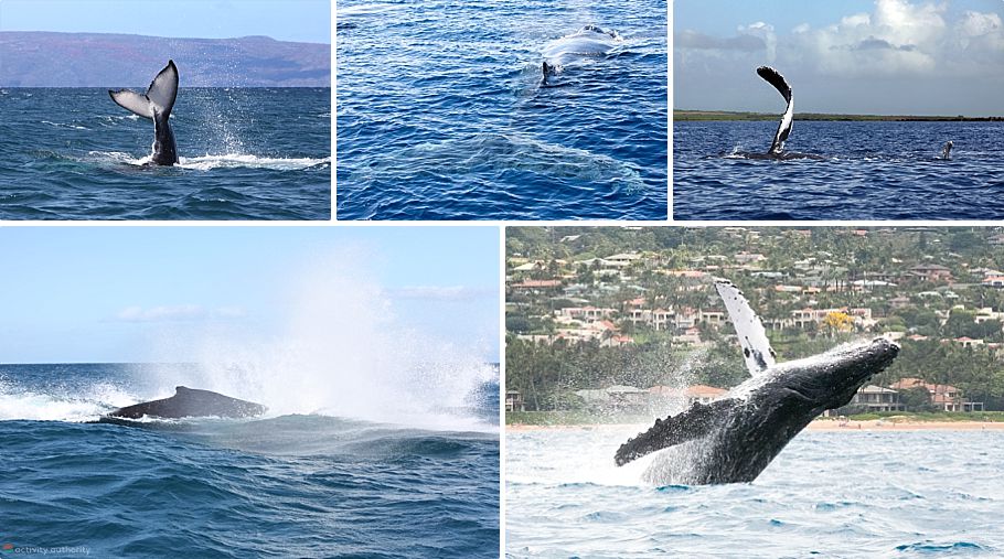 Whale Watching Maui Breaching