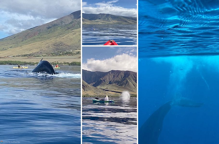 Whale Watching Maui Kayak