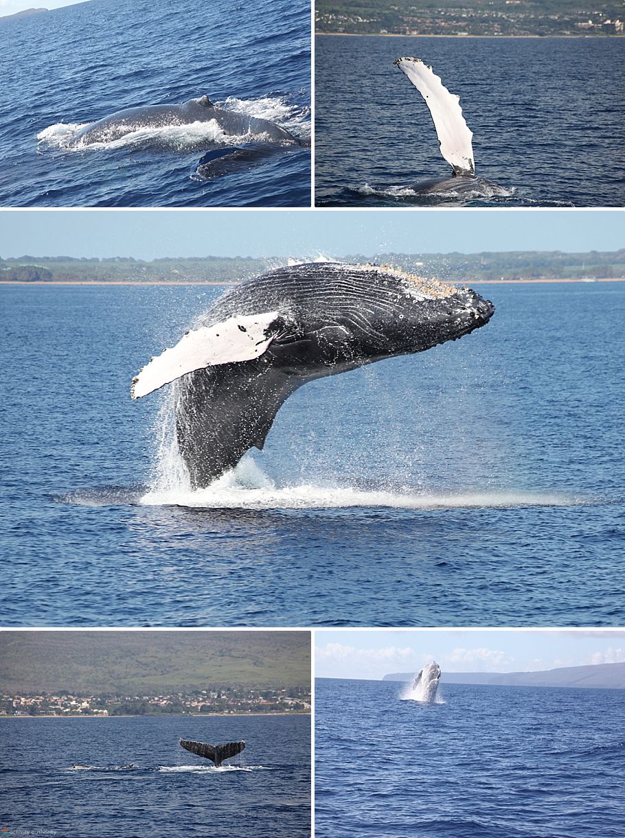 Whale Watching Maui Maalaea