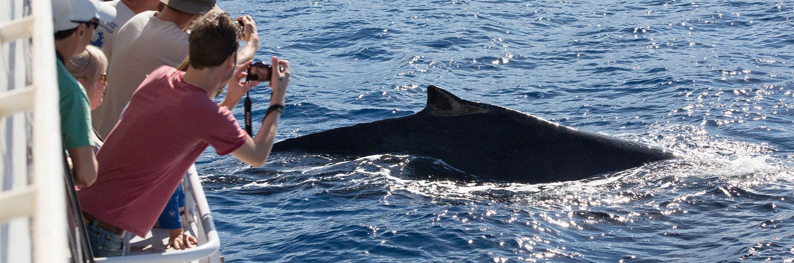 Top 5 Maui Whale Watching Tours