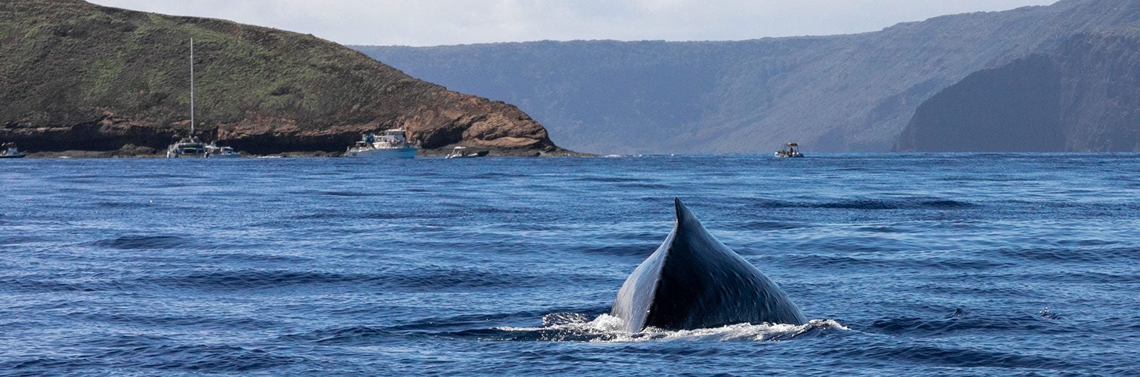 The Mystery of Whales in Maui County