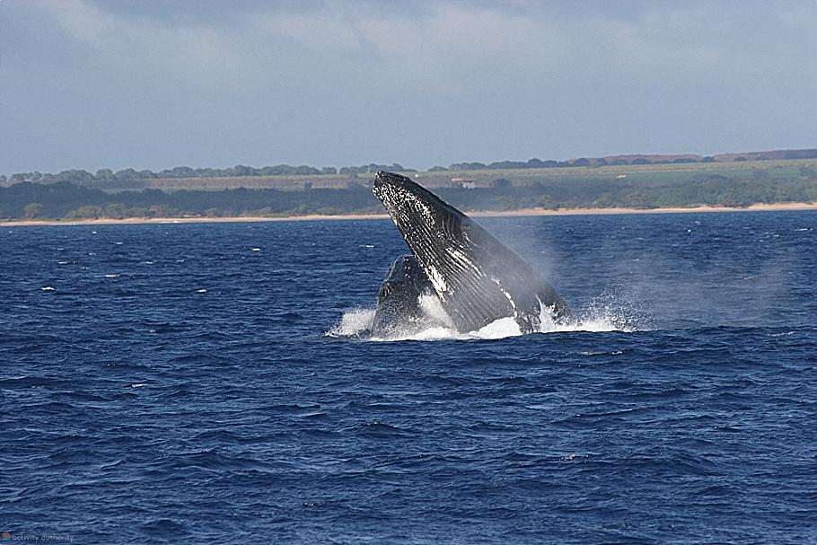 Mystery Maui Whales Breach
