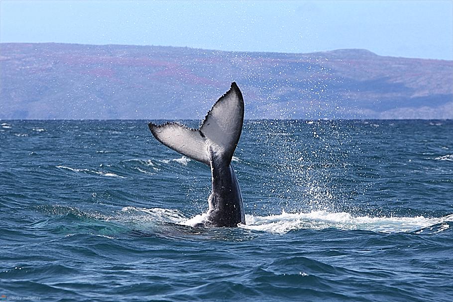 Mystery Maui Whales Calf Tail