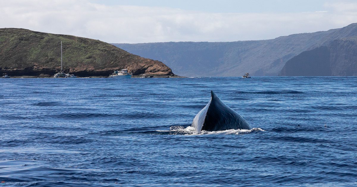 Mystery Maui Whales Molokini