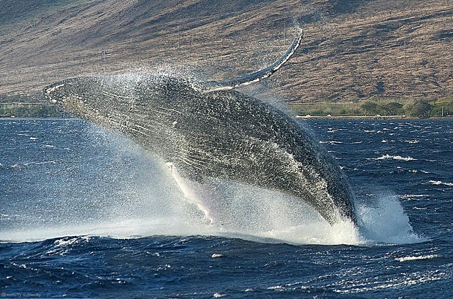 Mystery Maui Whales Spinning Breach