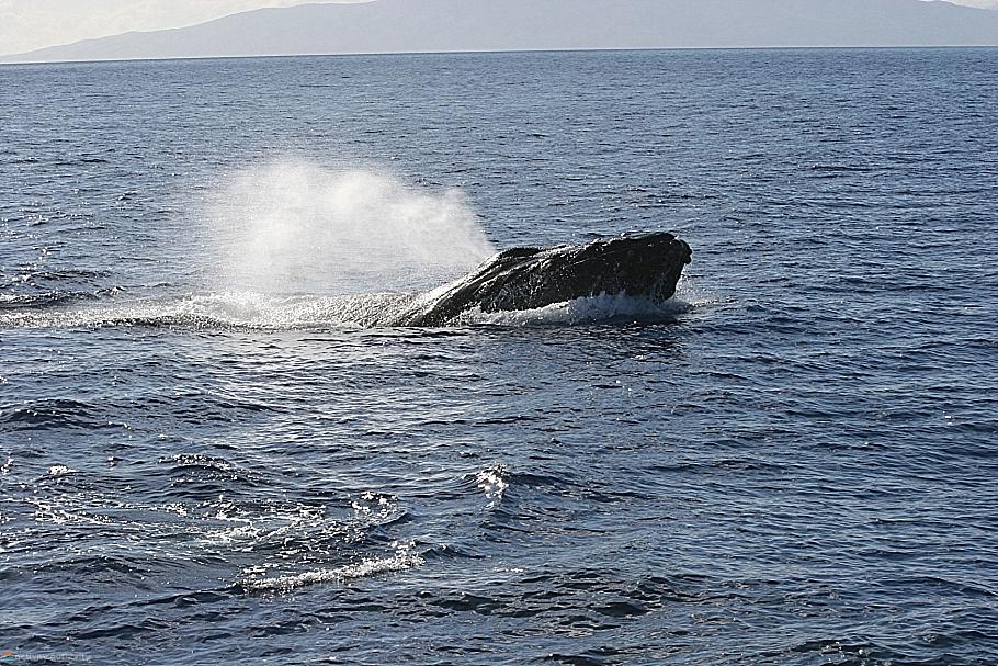 Mystery Maui Whales Spout