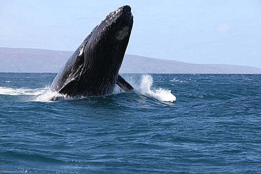 Mystery Maui Whales Spy Hopping