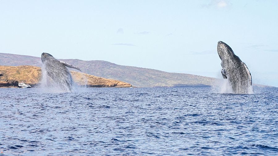 Maui Whale Watch Double Breach 