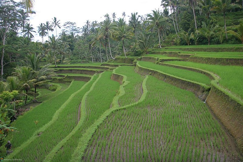 Visiting Bali Rice Fields