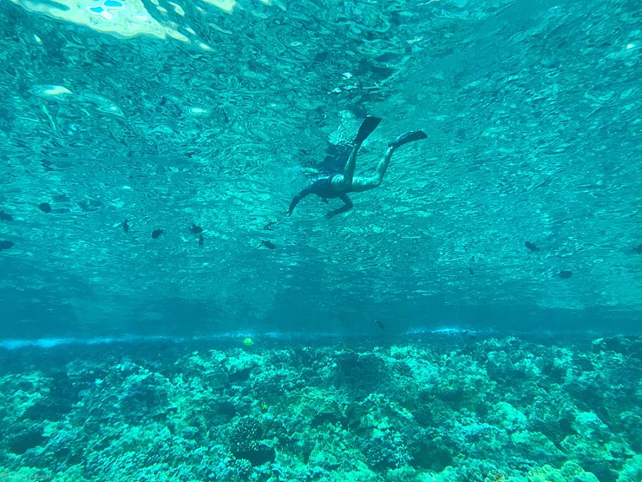 Molokini Snorkeling & Dive Spots Reefs End